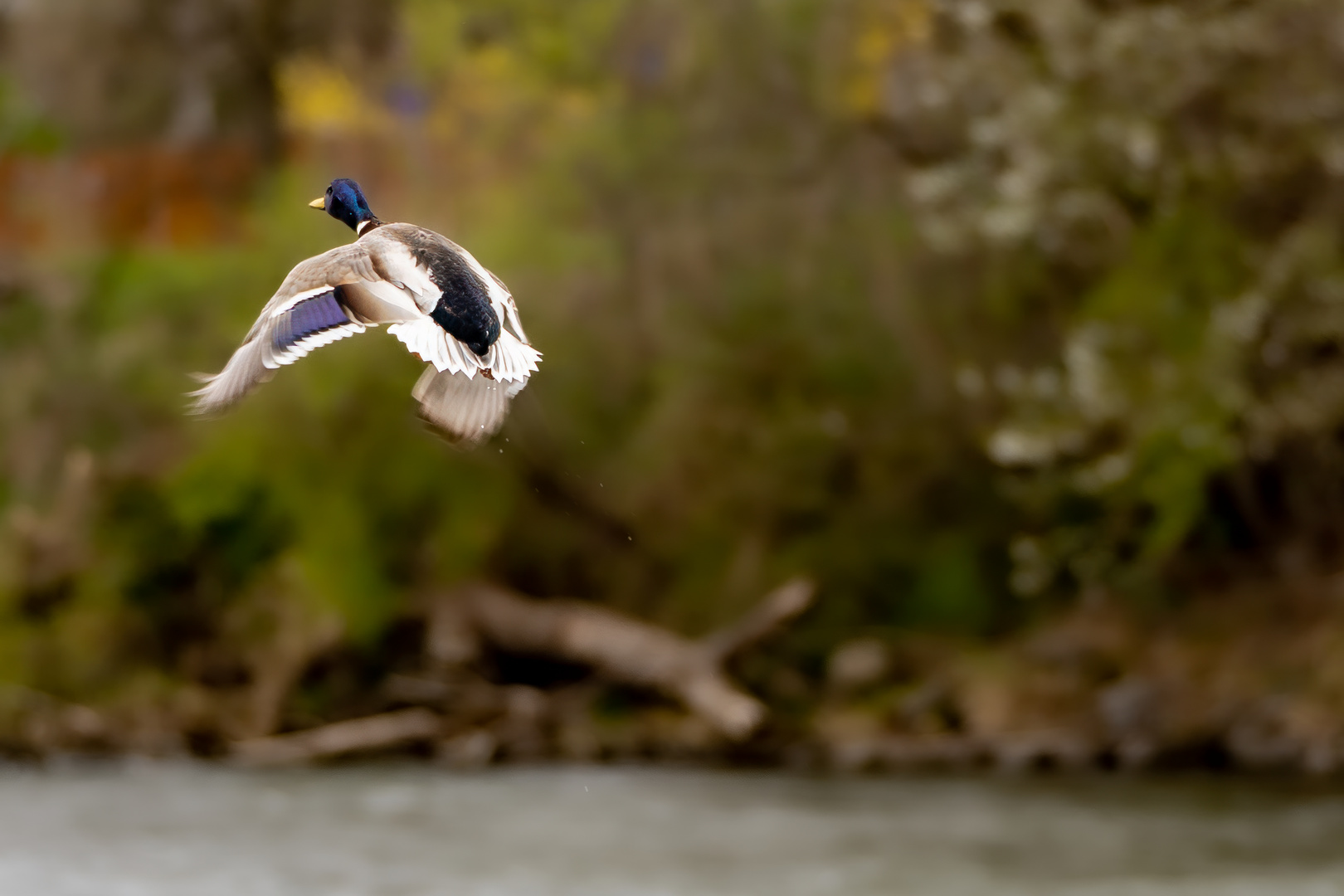 Ente kurz nach Start vom Fluss