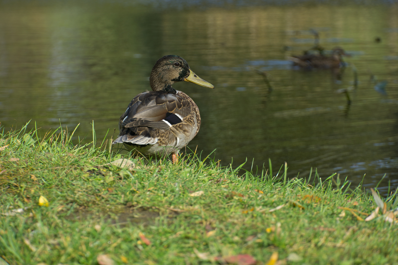 Ente kurz vor Abflug in den Süden.