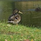 Ente kurz vor Abflug in den Süden.