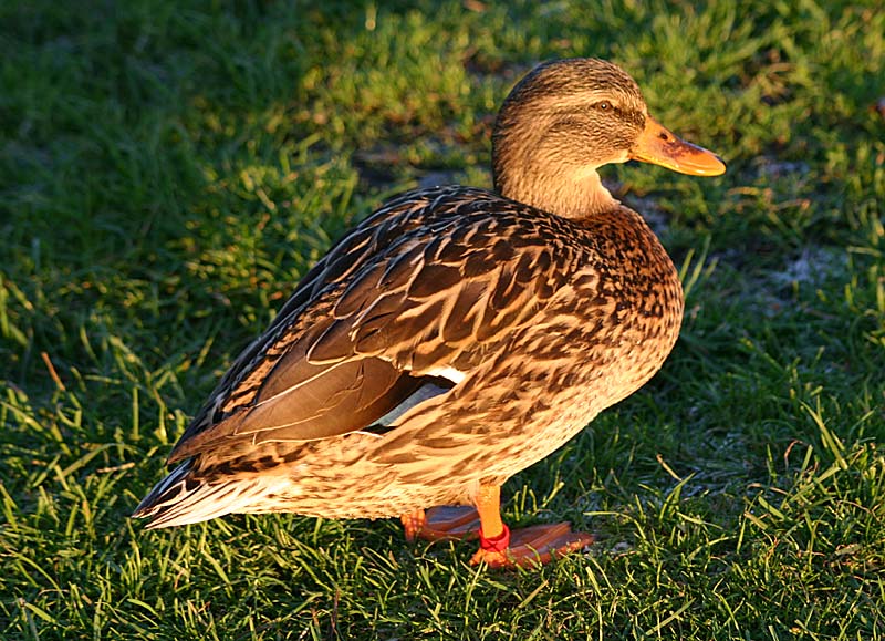 Ente kurz vor Winter-Sonnenuntergang