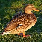 Ente kurz vor Winter-Sonnenuntergang