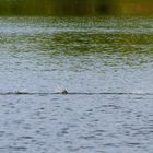 Ente landet auf dem Bruchsee
