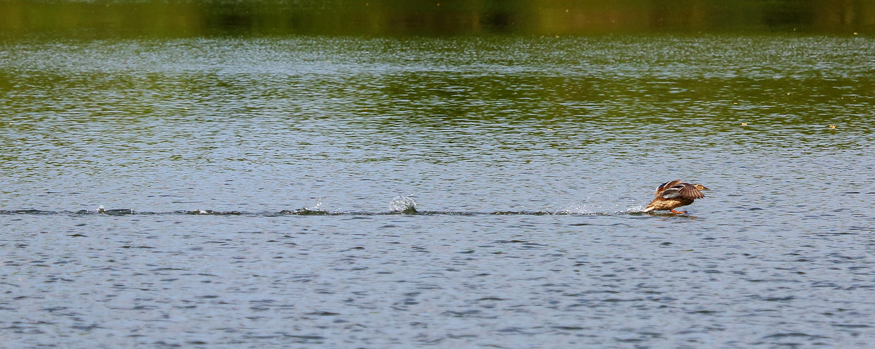 Ente landet auf dem Bruchsee