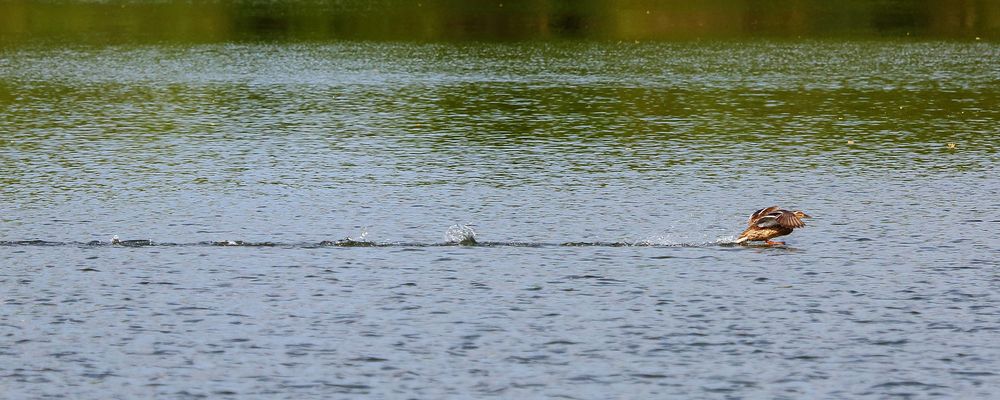 Ente landet auf dem Bruchsee