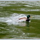 Ente Landung auf die Reuss 