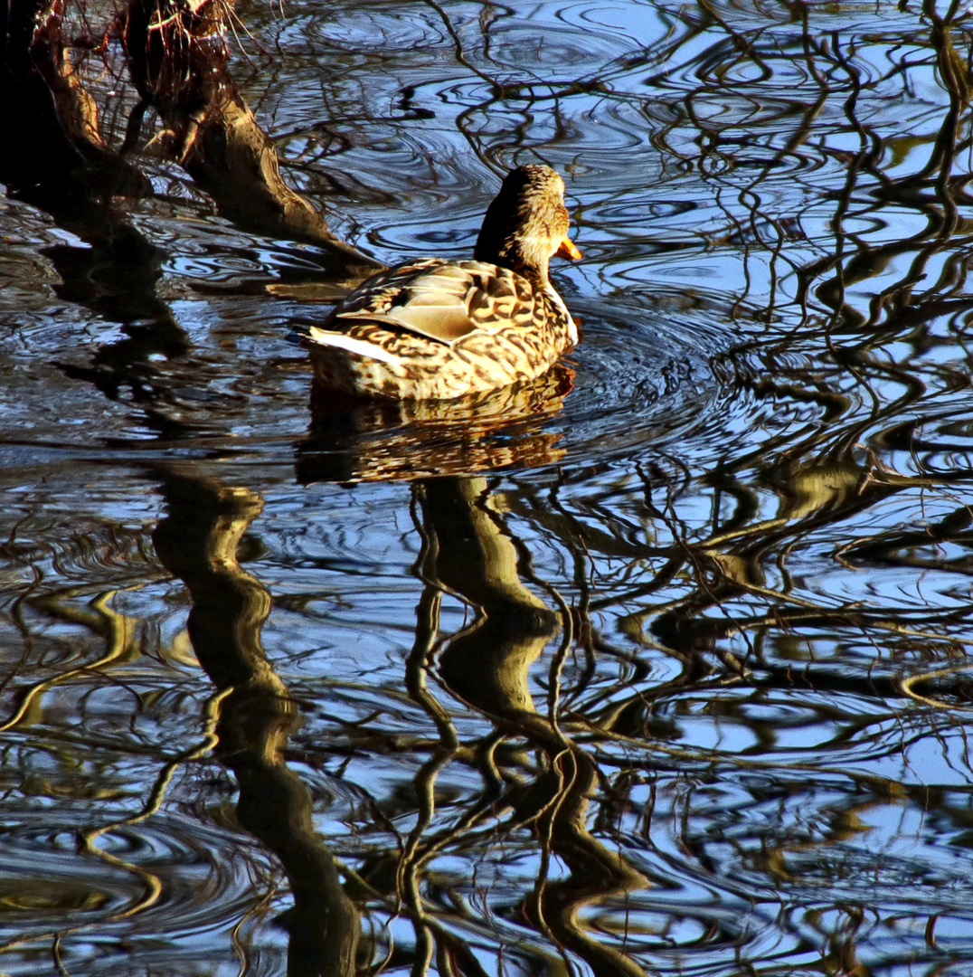 Ente leicht verwirrt......