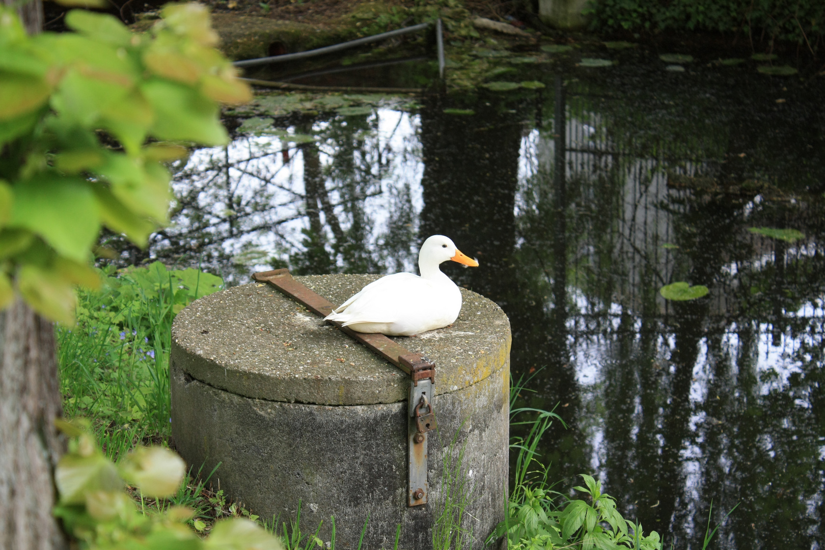 Ente macht es sich gemütlich