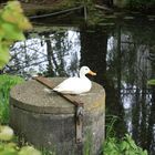 Ente macht es sich gemütlich