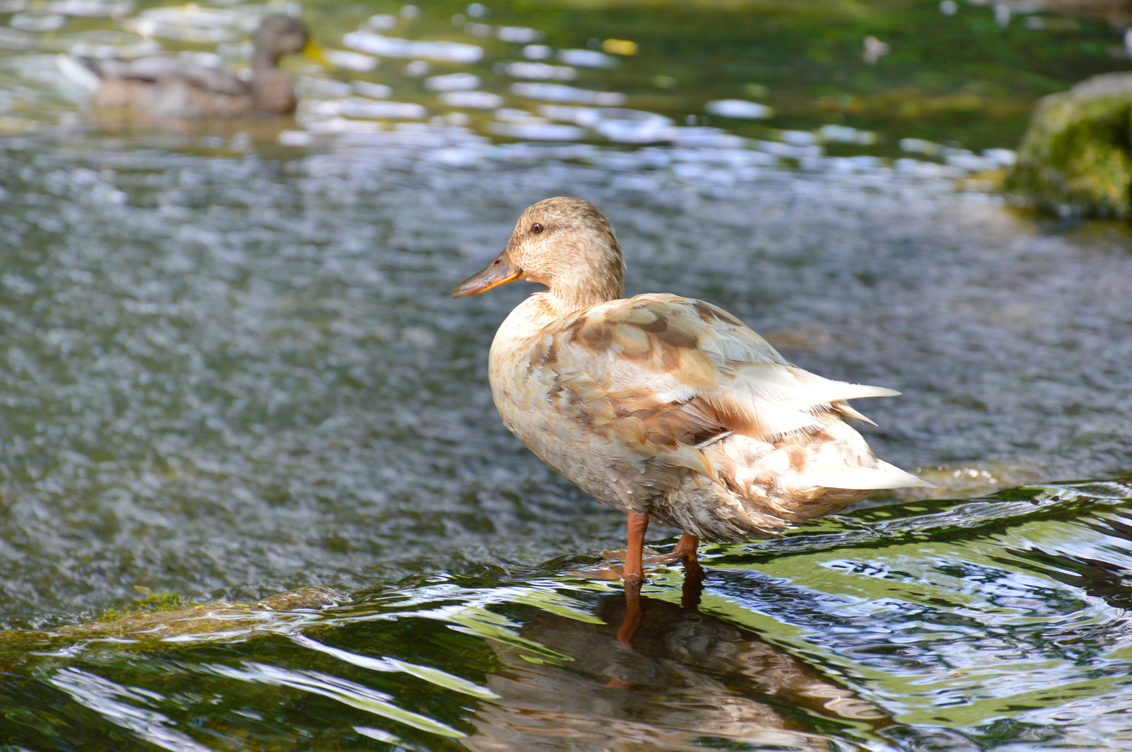 Ente macht Ferien