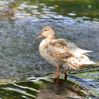 Ente macht Ferien