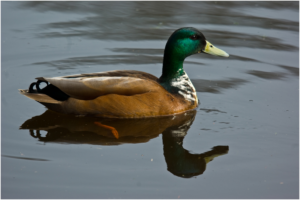 Ente, männlich Foto & Bild tiere, wildlife, wild lebende vögel Bilder auf Ente, männlich Foto & Bild tiere, wildlife, wild lebende vögel Bilder auf