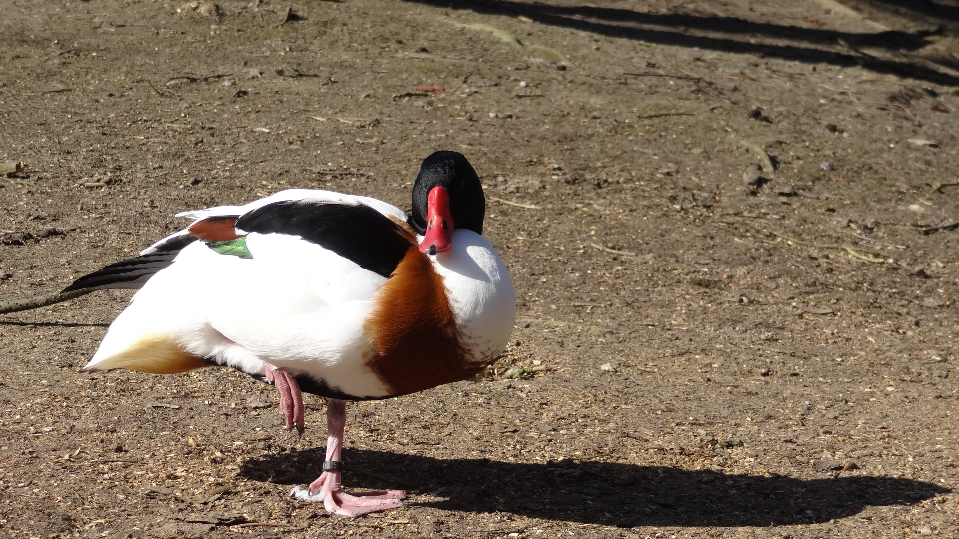 Ente mal bunt