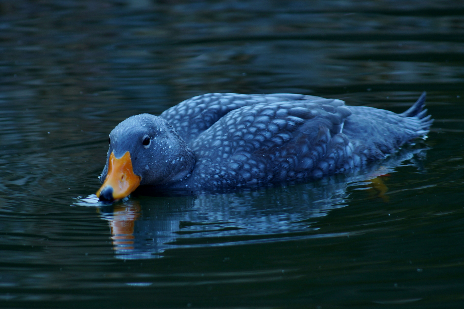 Ente mal in Blau