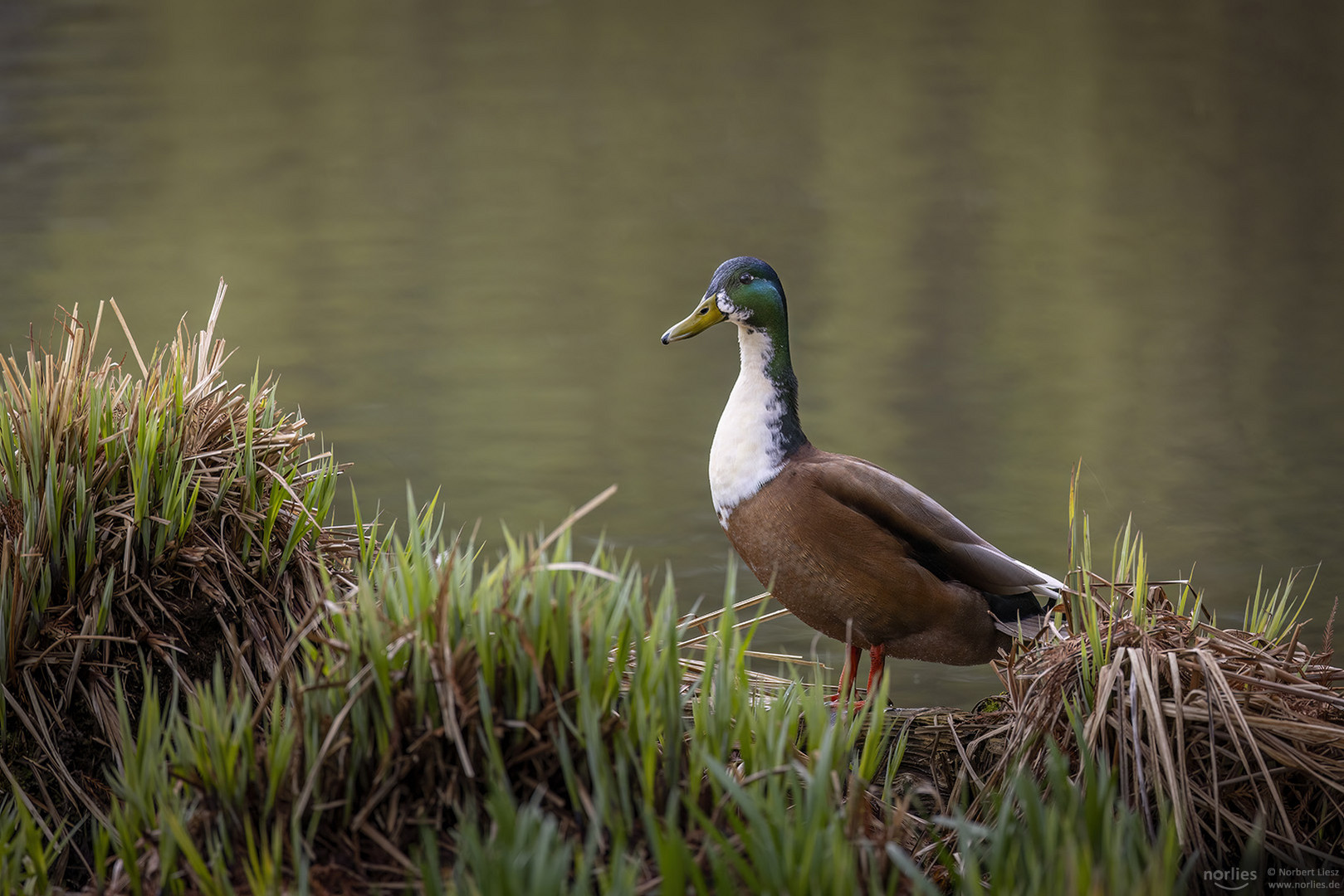 Ente Mischling