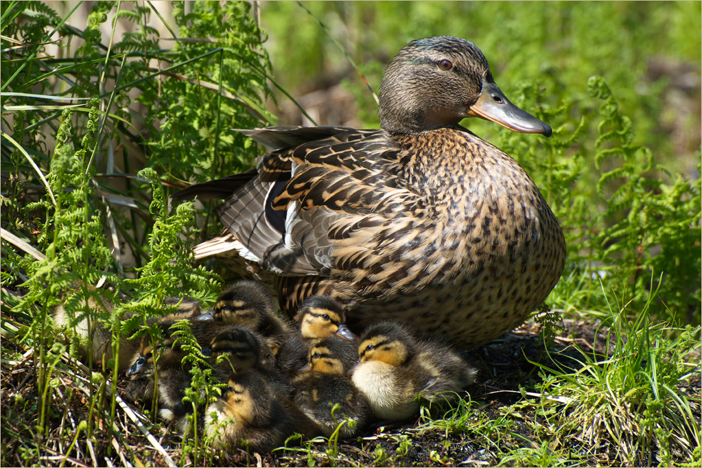 Ente mit 14 x Nachwuchs