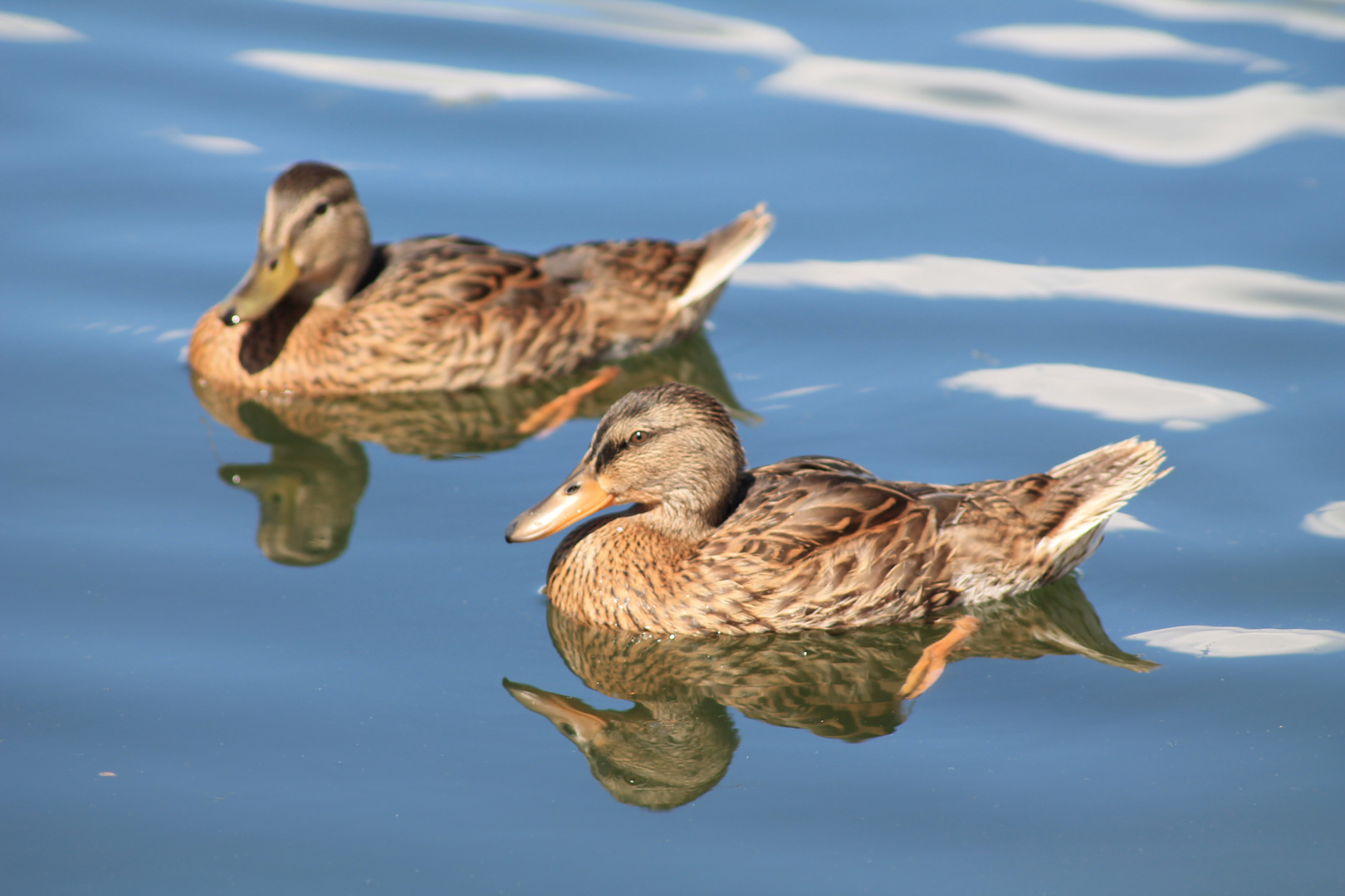 Ente mit 2 Köpfen...