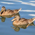 Ente mit 2 Köpfen...