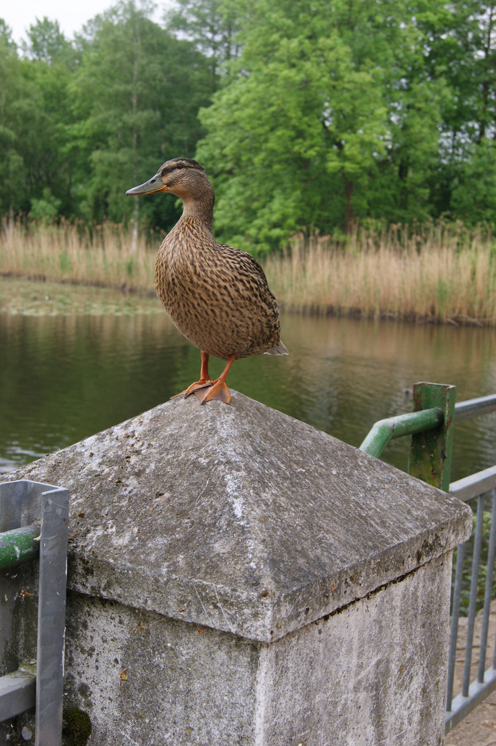 Ente mit Ausblick