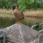 Ente mit Ausblick