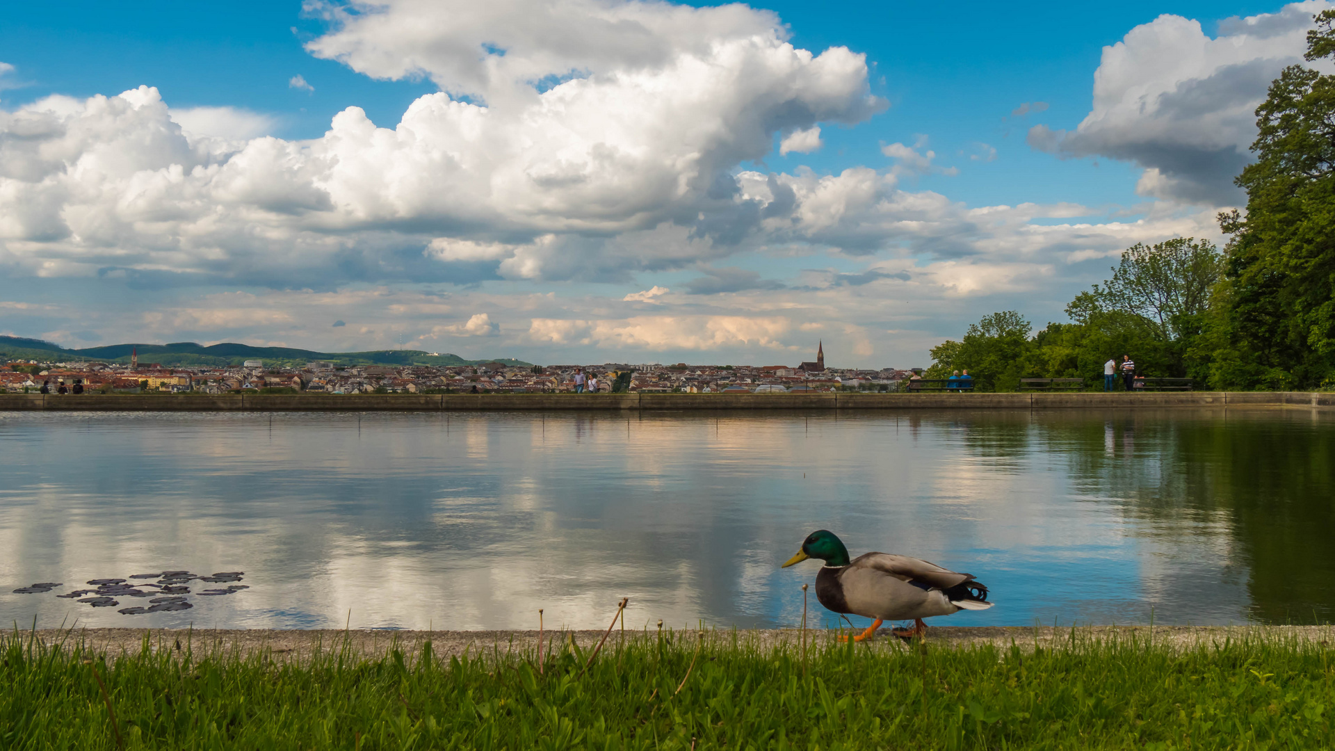 Ente mit Aussicht