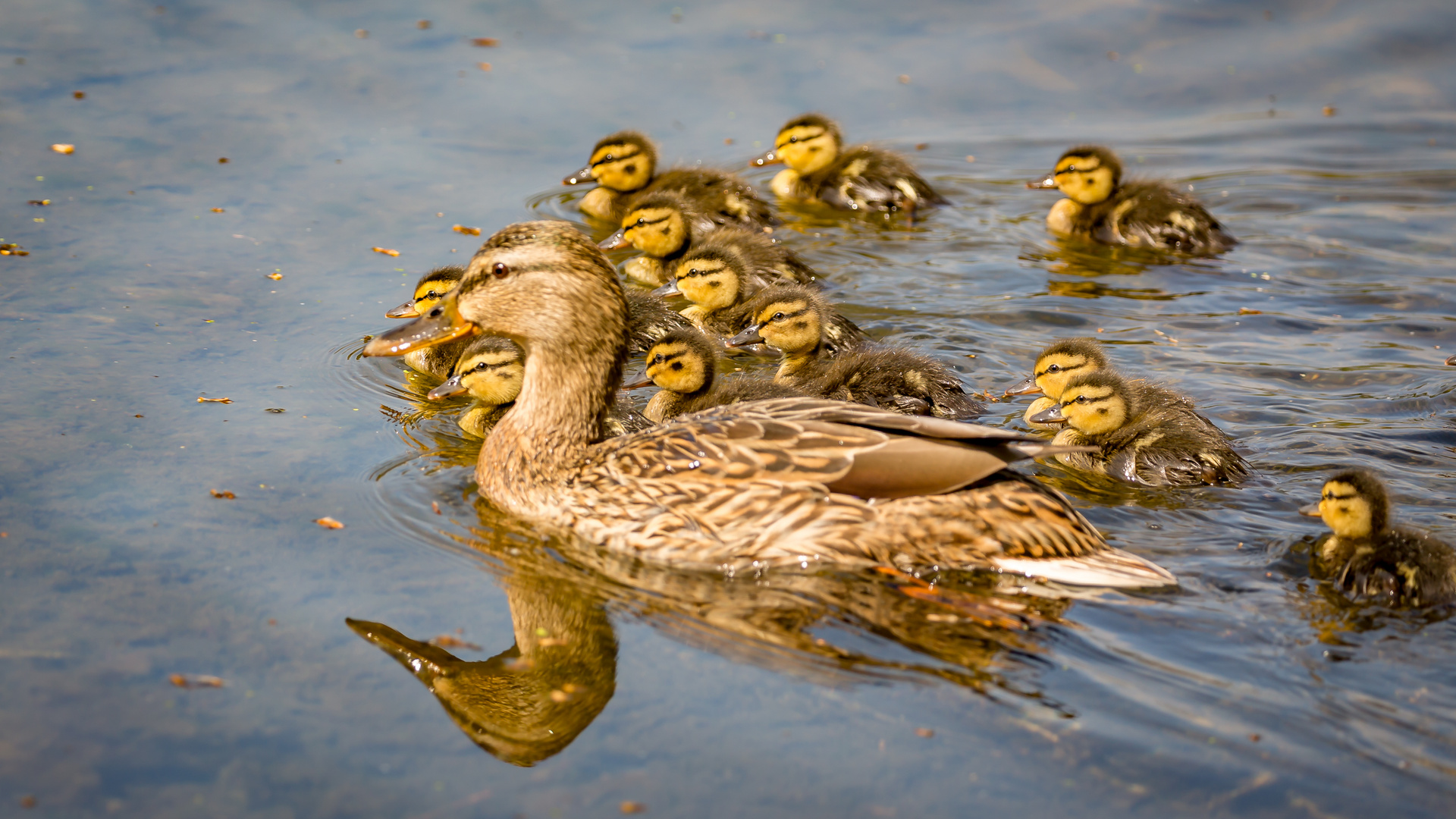 Ente mit Babys