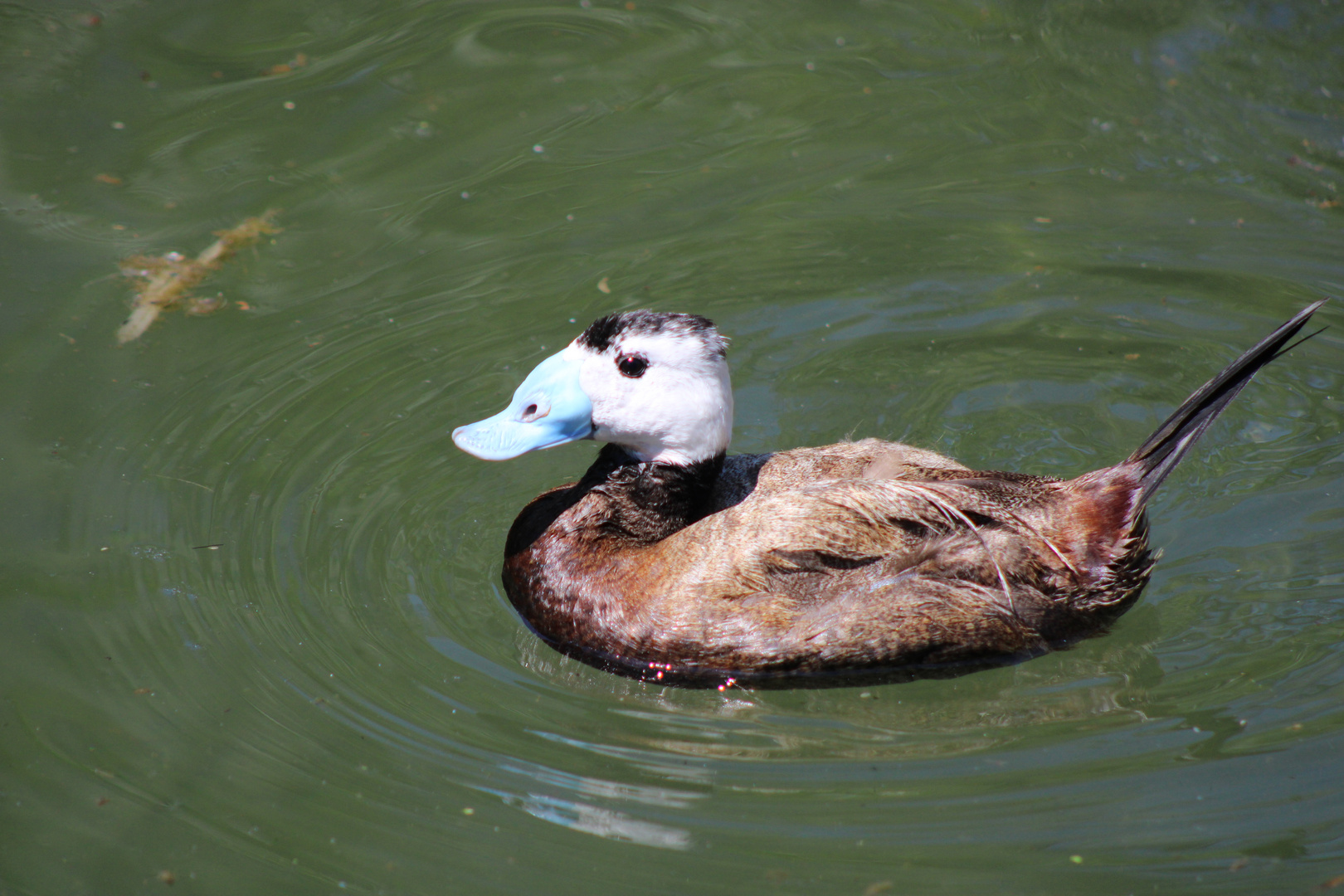 Ente mit blauem Schnabel