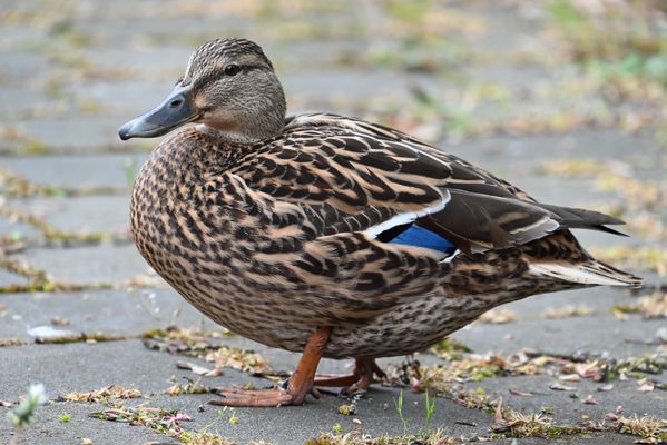 Ente mit blauer Visitenkarte