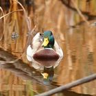 Ente mit braunem Kussmund