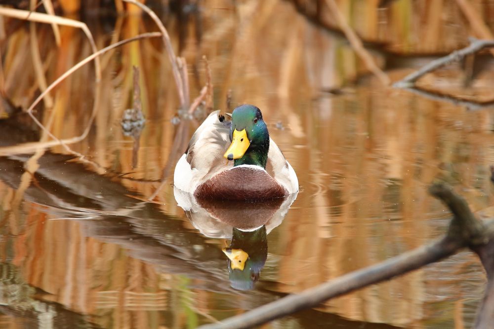 Ente mit braunem Kussmund