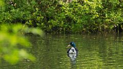 Ente mit Brustflecken