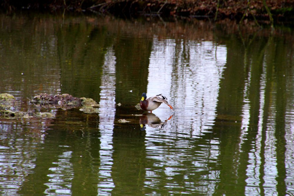 Ente mit Dehnübungen