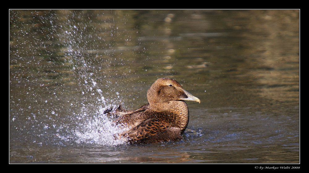 " Ente mit Düsenantrieb "