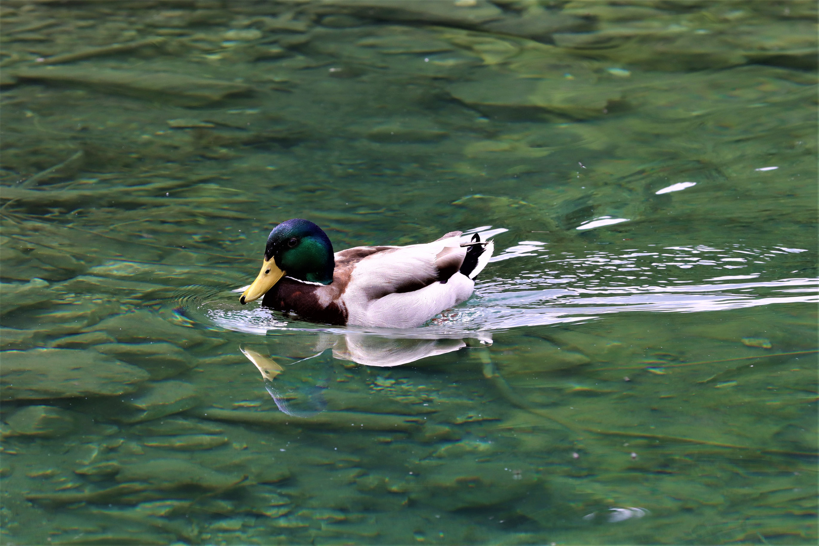 Ente mit Durchblick