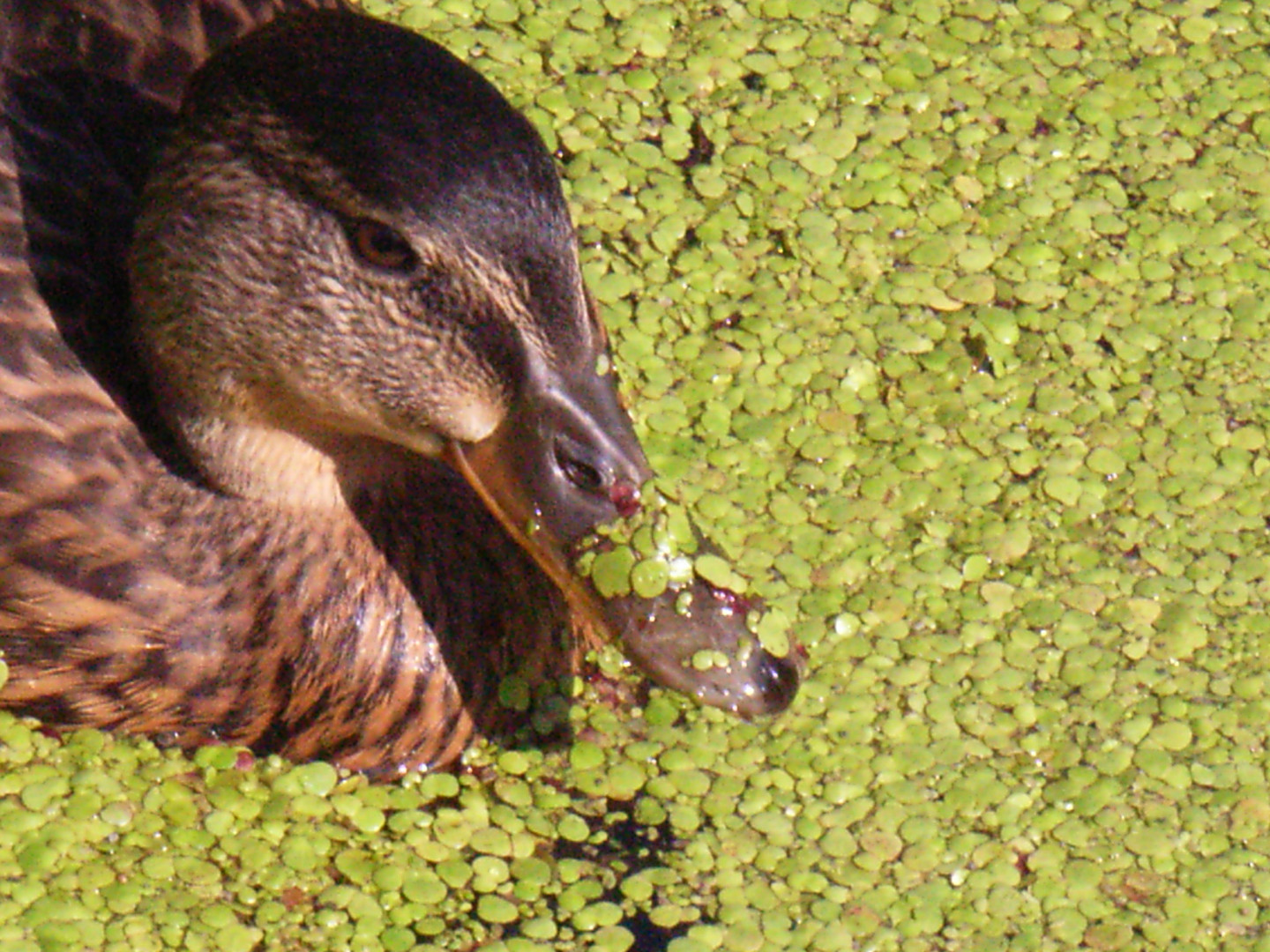 Ente mit Entengrütze Foto & Bild tiere, tierdetails, natur Bilder auf