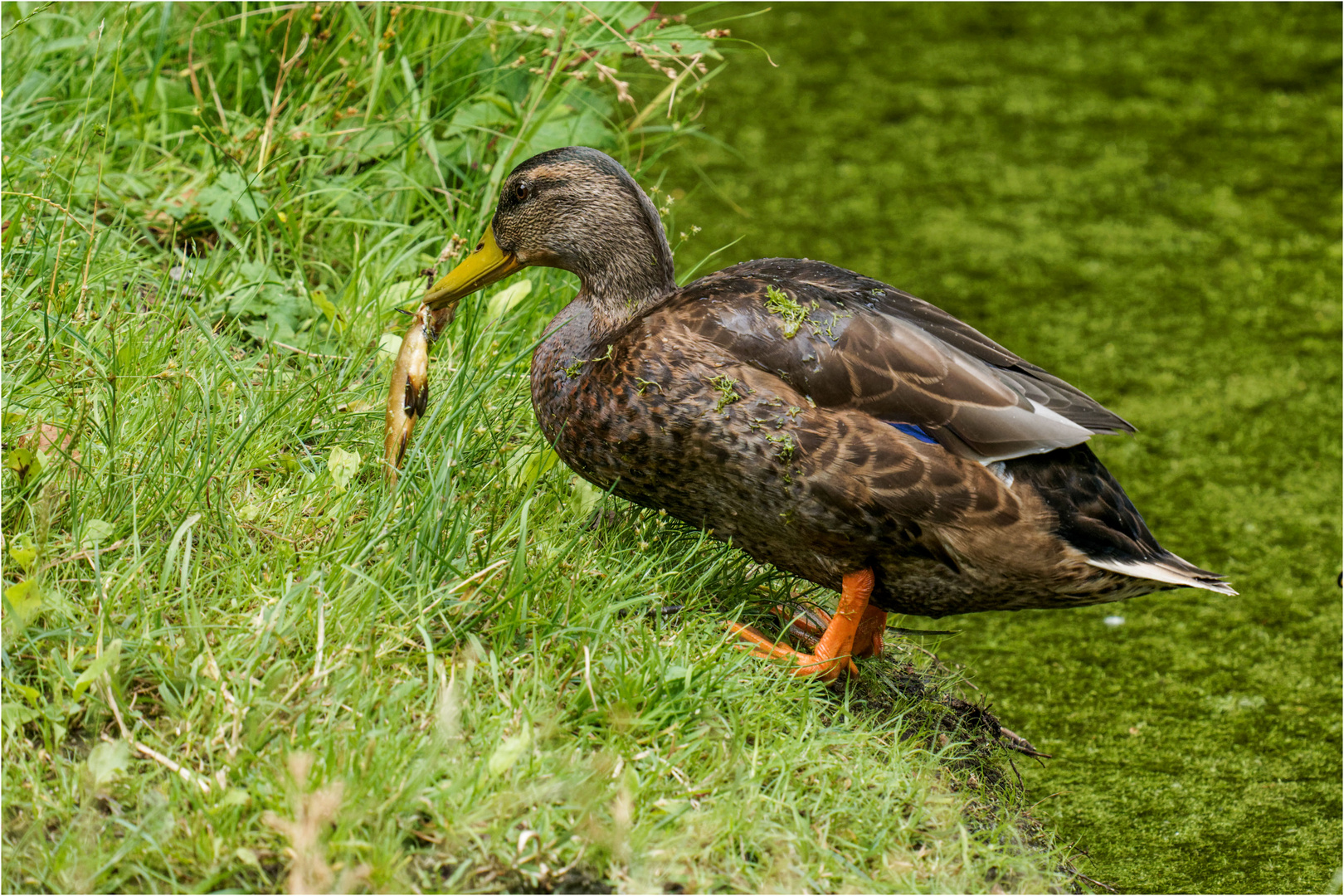 Ente mit Fisch  .....