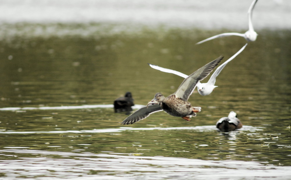 Ente mit Fisch im Schnabel ???? Leider unscharf