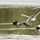 Ente mit Fisch im Schnabel ???? Leider unscharf