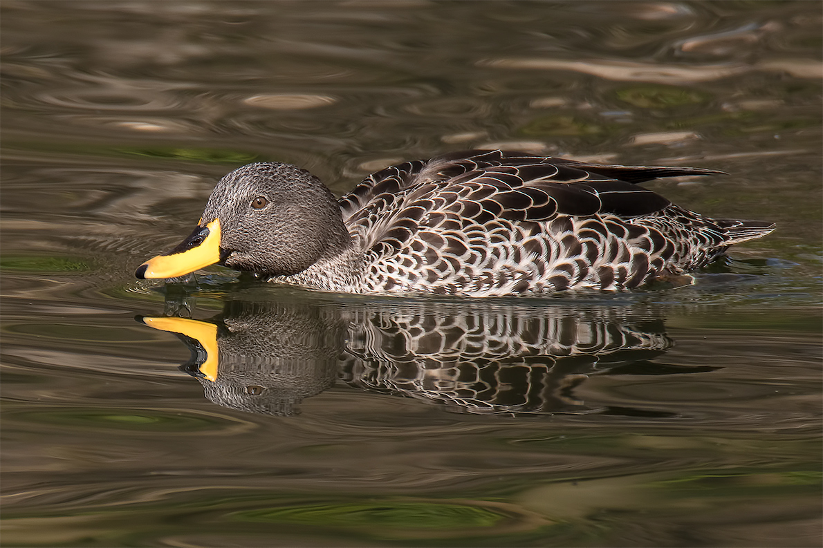 Ente mit gelbem Schnabel .. =