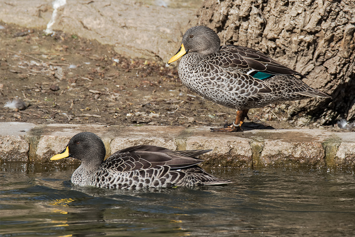 Ente mit gelbem Schnabel ... = ... Gelbschnabelente