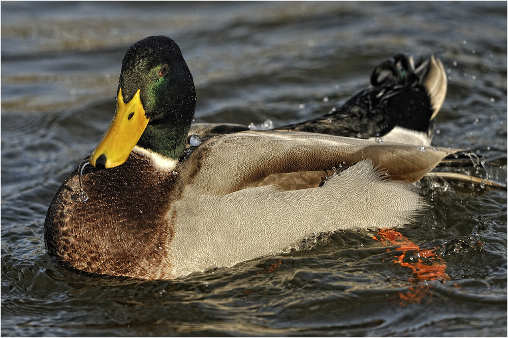 Ente mit Glockenspiel