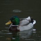 Ente mit Heiligenschein???