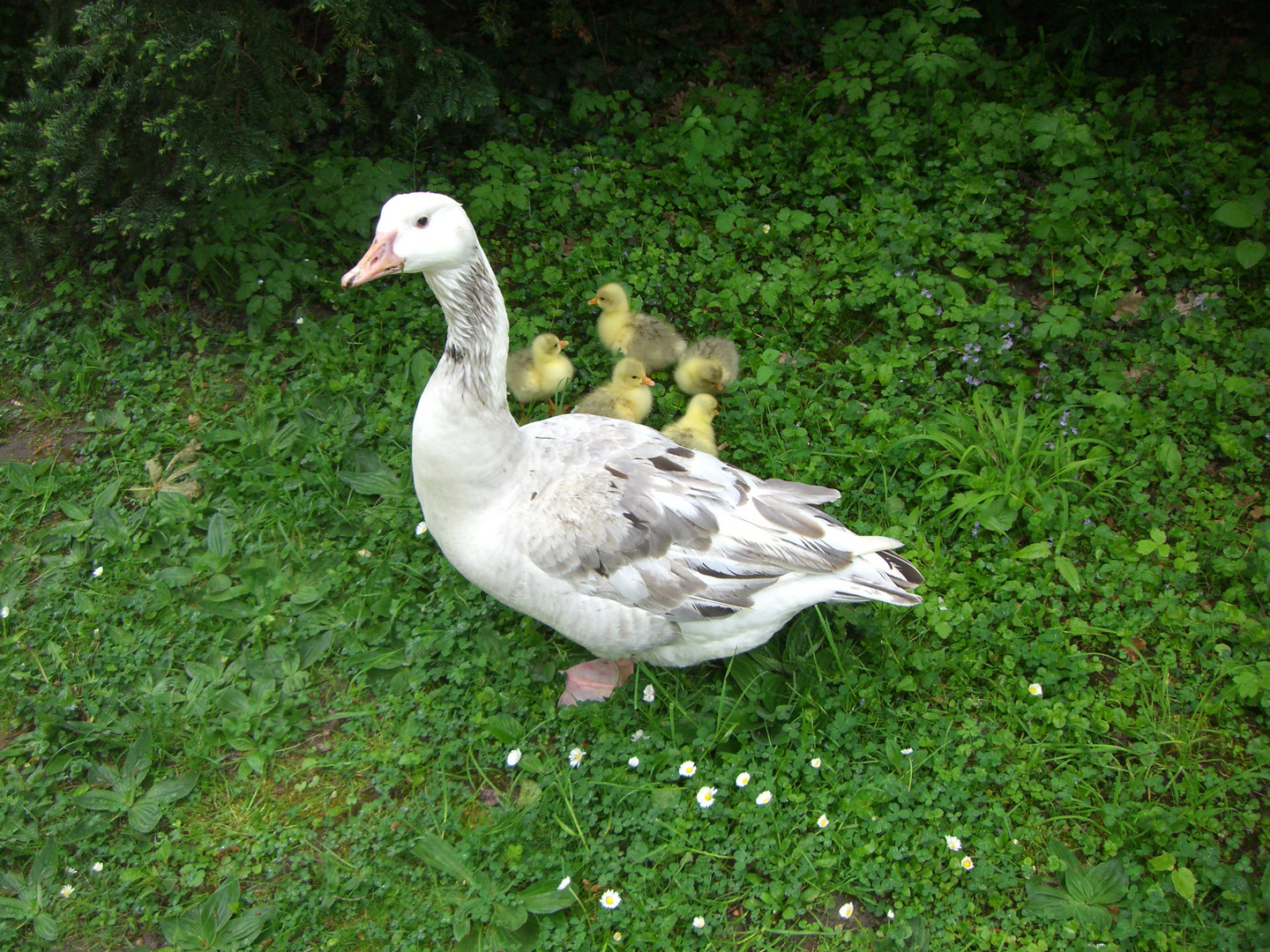 Ente mit ihren Babys Foto &amp; Bild | tiere, wildlife, wild lebende vögel ...