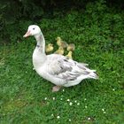 Ente mit ihren Babys