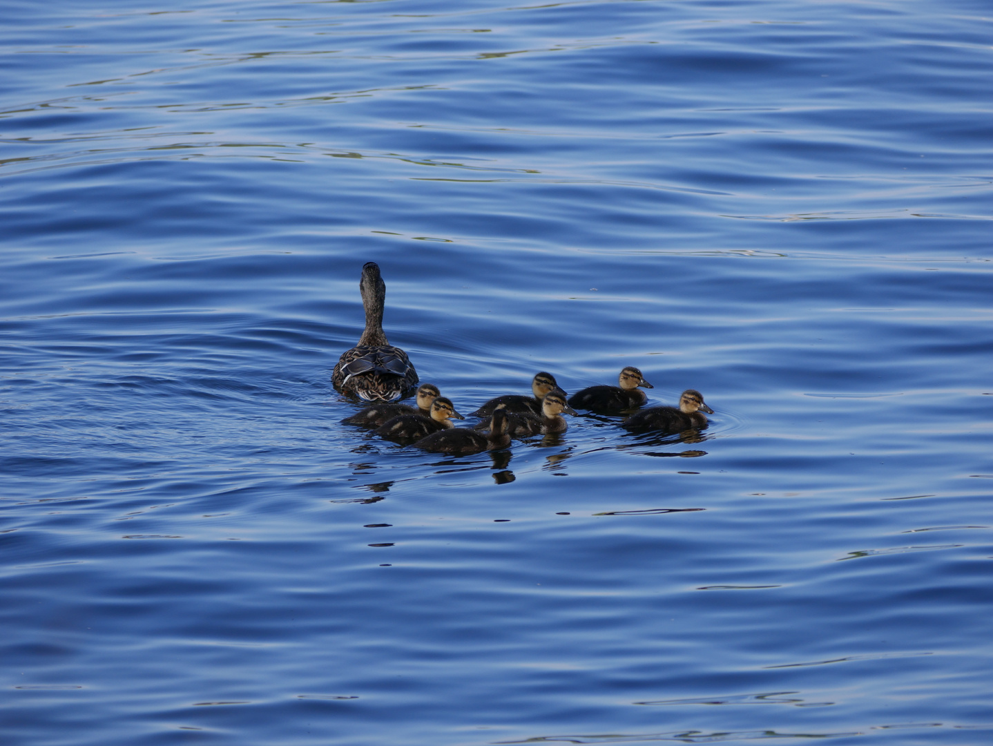 Ente mit ihren Babys