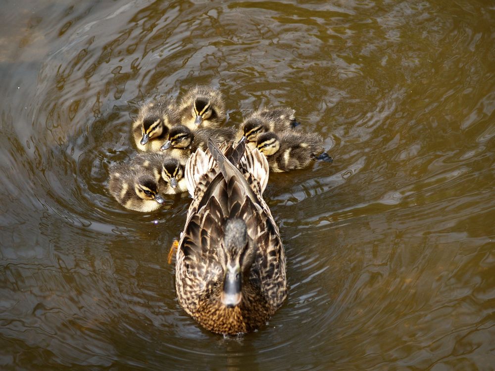 Ente mit Jungen  