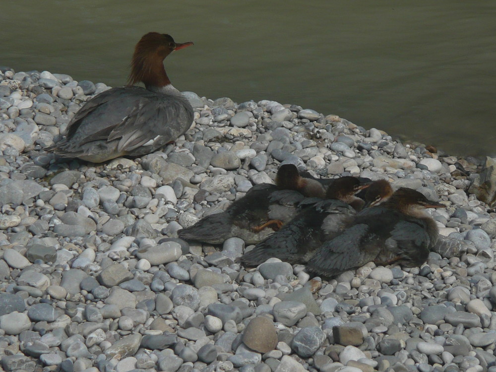 Ente mit Jungen an der Isar