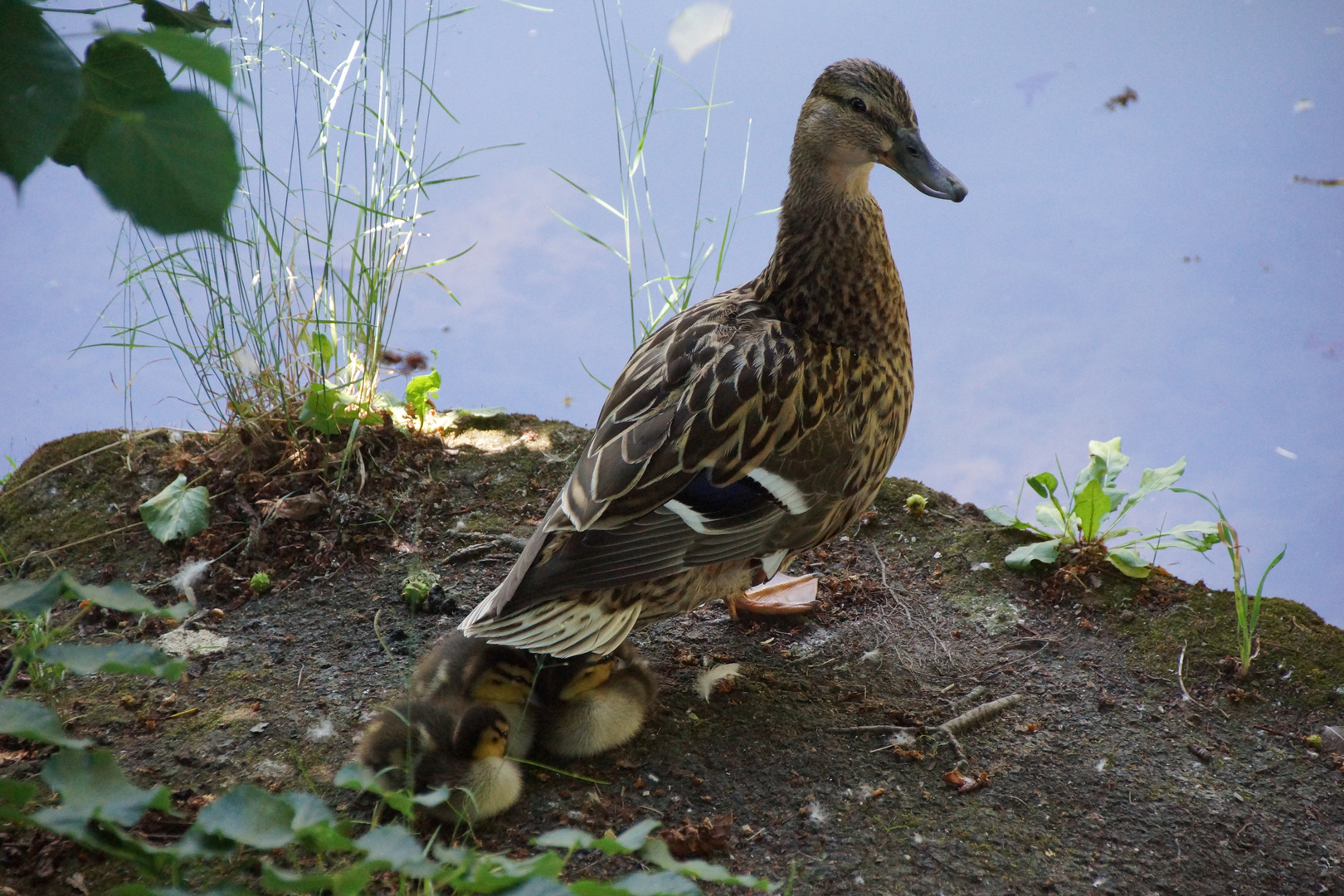 Ente mit Jungen in Augsburg