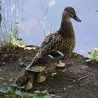 Ente mit Jungen in Augsburg