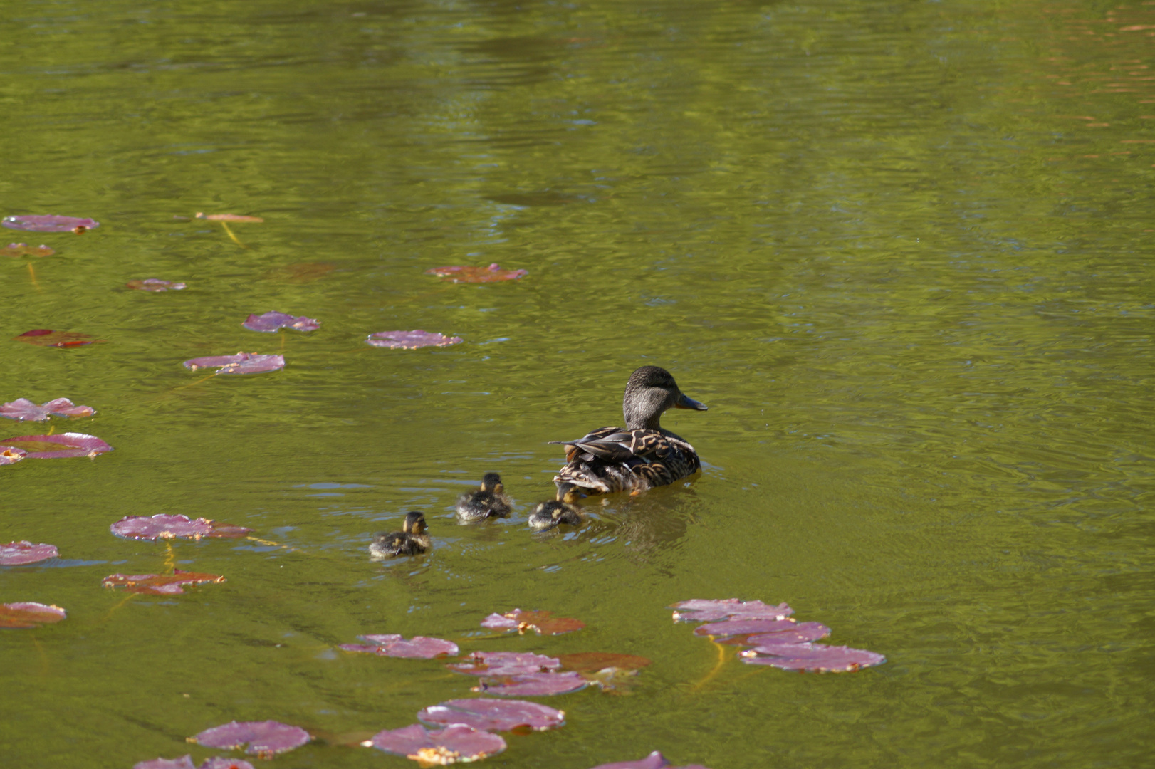 Ente mit Jungtieren