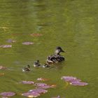 Ente mit Jungtieren